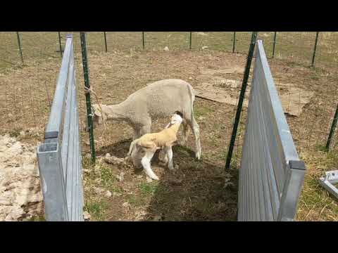 Handling Lamb Rejection