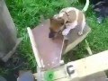 De hond van