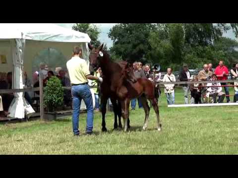 Sudweyher Fohlenschau 2016 - Kat.-Nr. 27