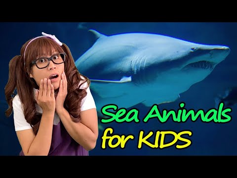 Sea Animals | Educational Video for Kids