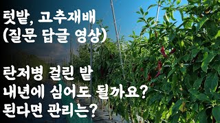 텃밭, 고추재배(질문 답글영상) / 탄저병 걸린 밭, 내년에 심어도 될까요? 된다면 관리는?