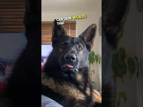 The dog said 'EXCUSE ME??' 😂