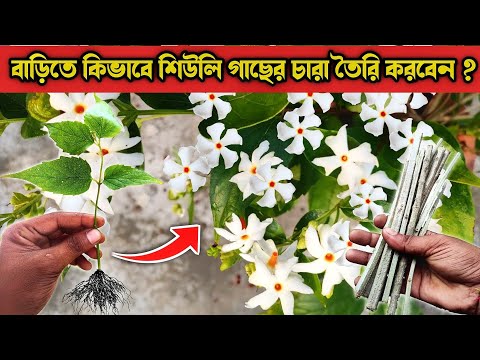 How to plant cuttings of Shiuli flowers | Parijat ki kating kaise lagaye | Harsingar plant kaise ...