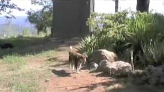 NorCal Aussie Rescue Short