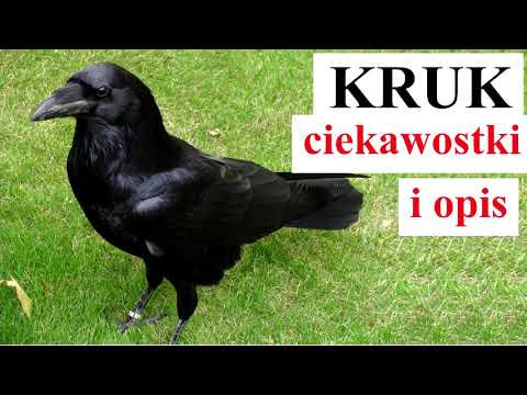 KRUK - interesting facts and description