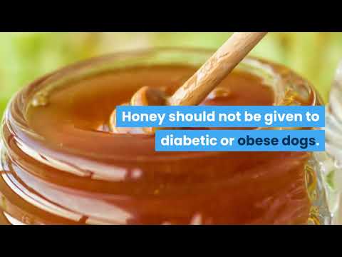 YouTube video about: Can dogs have honey mustard?