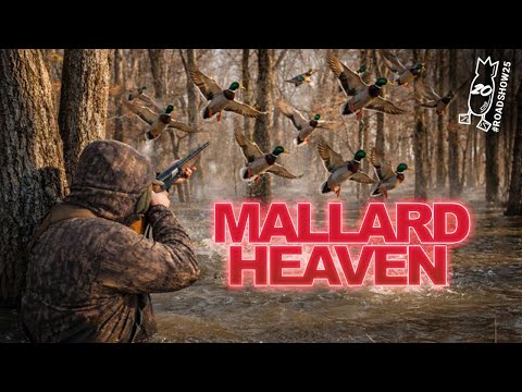 Эта охотничья территория просто невероятная! Полная норма охоты на уток в затопленном лесу Арканз...