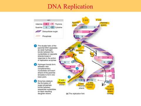 Microbiology - Microbial Genetics Lecture 8 Part 1