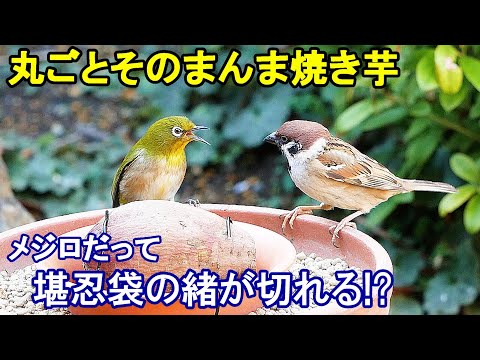 ムクドリを怖がらせるものは何ですか？鳥の餌台や庭から永遠に追い払うための 4 つのヒント  庭園