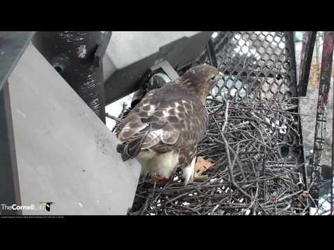 Big Red Adds Sticks to Fernow Nest – Feb. 6, 2017