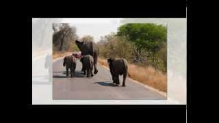 Henry Mancini ~ Baby Elephant Walk ~ 1961-2