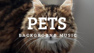 Pets Background Music No Copyright  Funny Royalty 