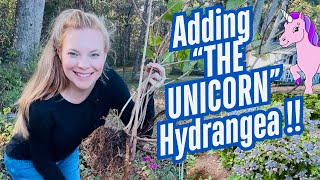 FALL Shrub Planting | Magical Hydrangeas Added To The Garden 