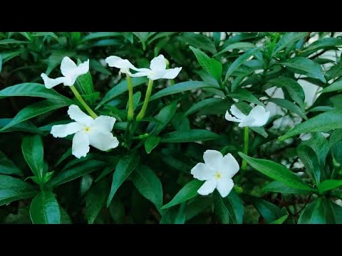 a flower cannot blossom without sunshine🌤️and a man cannot live without love💕