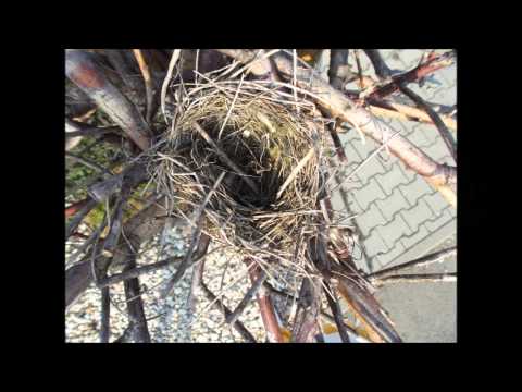 Adoptuj strom do školní zahrady