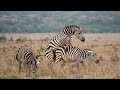 Decoding Zebra Mating Unraveling Nature S Enigmatic Reproduction Iknow