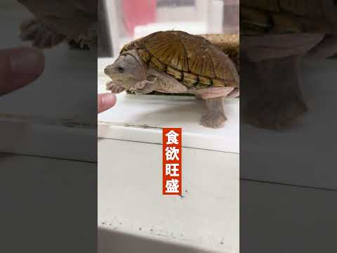 言語文化学科 【奈良大学 クラブ・サークル紹介】生物研究会-その２ #奈良大学 #奈良 #shorts