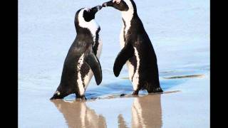 Penguin - (Christina Perri) cover