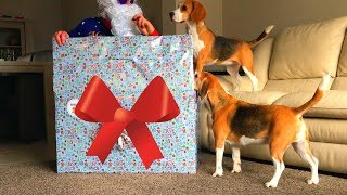 Best Christmas Present for Your Dogs : Funny Dogs Louie & Marie