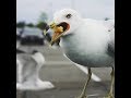 Parking Lot Gulls Gettin Fat