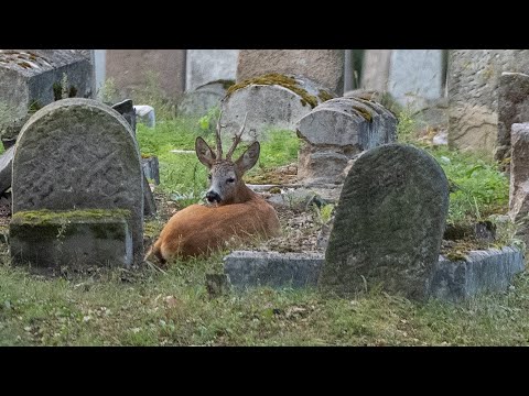 Sarna on the Eastern Shore. Jewish Cemetery in Białystok 2025