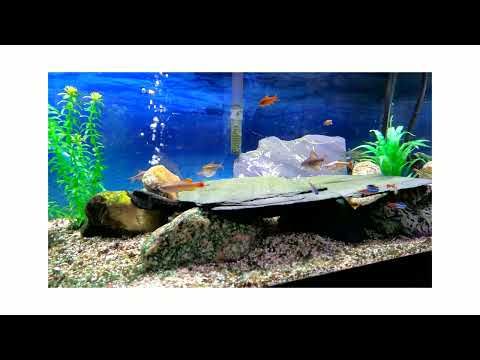 Compilation video # 1 of 13 new fish in the 20 gal. community tank 02/12/26.