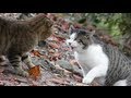 Cat Fight HD 1080p