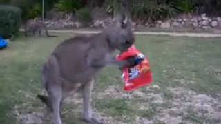 preview picture of video 'Kangaroos Eating Doritos'