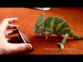 Chameleon was frightened by iphone (what he saw ...