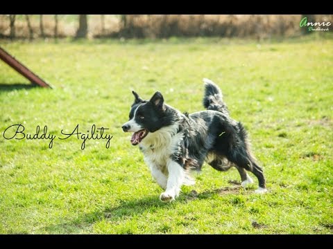 -Agility- trénink (8.3.2014)