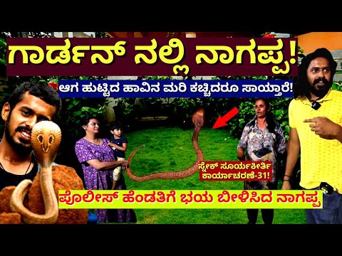 "ಪೊಲೀಸಪ್ಪನ ಪತ್ನಿಗೆ ಹೆದರಿಸುತ್ತಿದ್ದ ಹಾವಿನ ರಕ್ಷಣೆ! !E31-Snake Shyam-Suryakeerthi-Kalamadhyama-#param