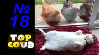 Смешные видео.Приколы с животными. №18
