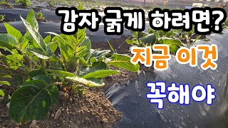 감자 굵게 다수확 하는 꿀팁! 이것?  3가지 꼭해야?