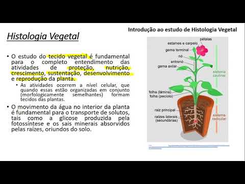 Histologia Vegetal
