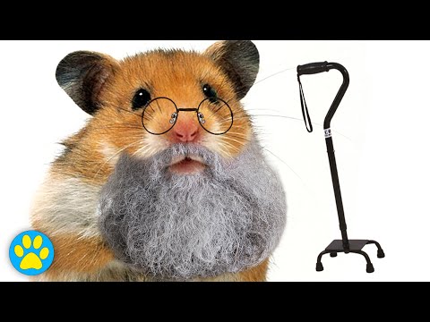 How To Care For An Elderly Hamster Video