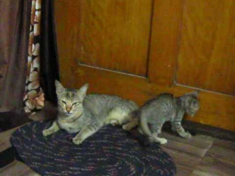 Kitten Playing With Mom Cat