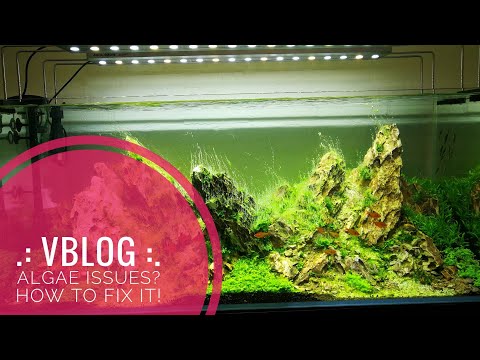 VBLOG - Algae? Yes, I have them too! How to fix it!