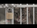 El Experimento Con Gatos Captado en VIDEO