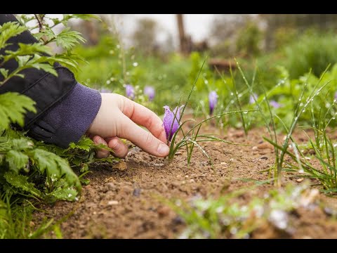 Das Rote Gold - Der Doktorenhof Safran