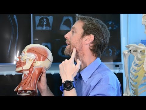 Superficial arteries of the face (anatomy)