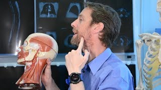 Superficial arteries of the face (anatomy)