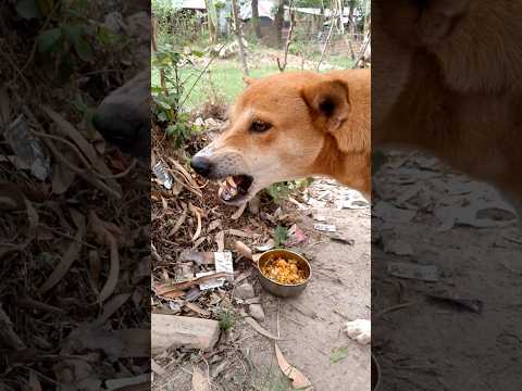 ❤️🤯  dog#animal lover niladri#street dog#subscribe #viral video#short feed