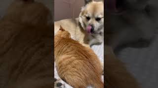 Dori feeds Tora #shorts