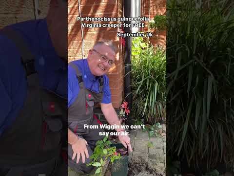 Parthenocissus quinquefoliaVirginia creeper#plants #gardening #gard #plantsplantsplants #gardens