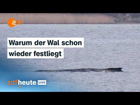 Video Thumbnail: Wal liegt weiterhin in der Wismarer Bucht: Wie ihm jetzt geholfen wird | ZDFheute live