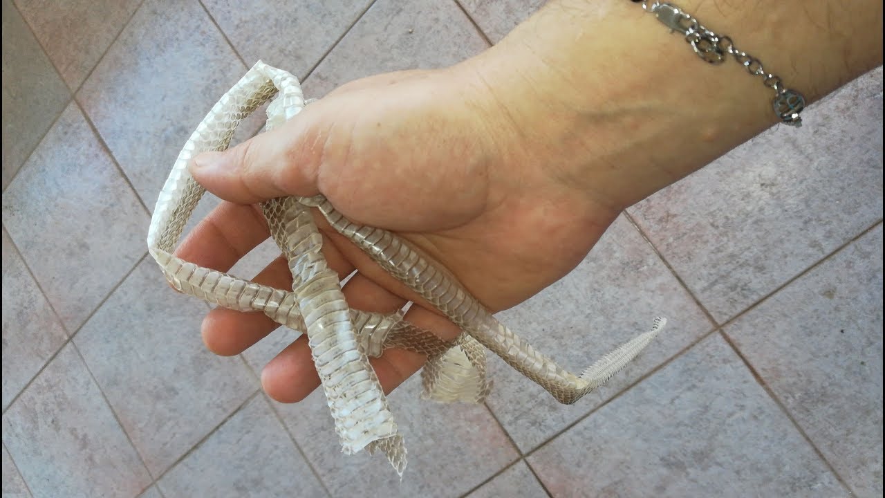 Ho trovato una pelle di serpente nel mio giardino, muta di un serpente, cose spettacolari