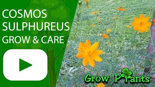 Cosmos sulphureus - grow & care (Sulfur cosmos)