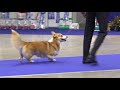 At The Russian WCP Club National Specialty Show 2018 Male Intermediate