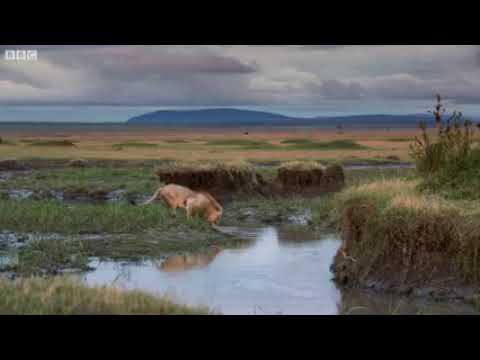 Top 10 Strongest Predators In The Wild - Prey VS Predator - Blondi Foks