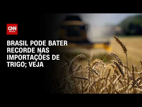 Importação de trigo será recorde, mas qualidade é problema maior que volume | CNN AGRO NEWS